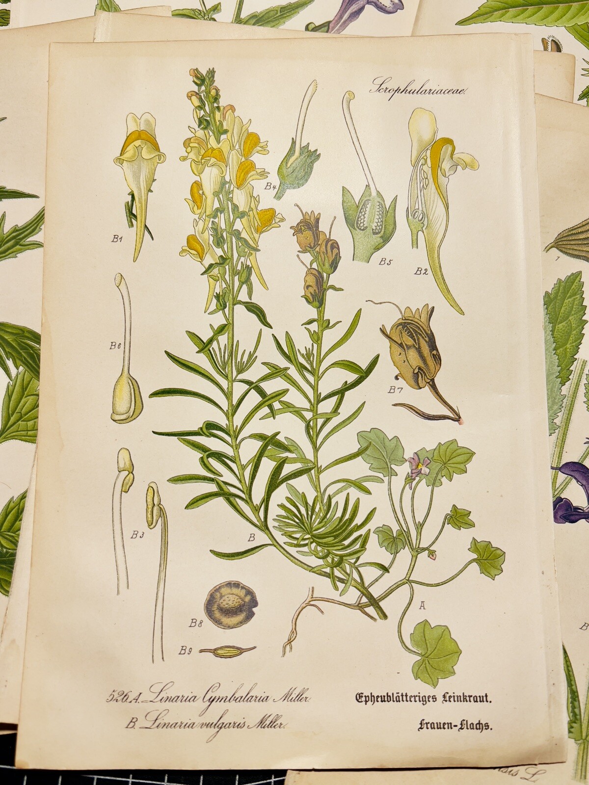 Set of 3 Antique Botanical Illustration 1886 Chromolithograph Vintage