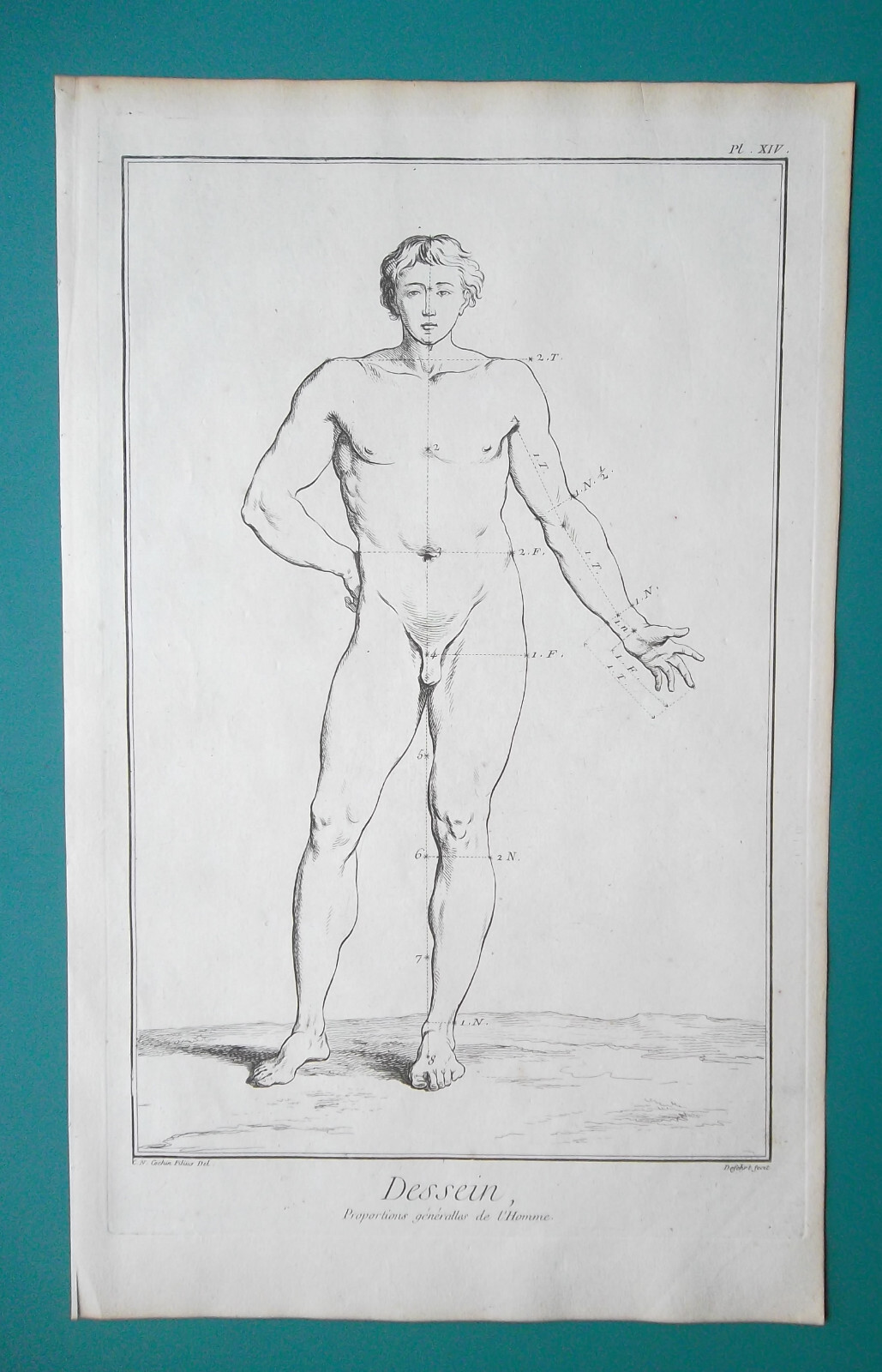 ANATOMY FOR ARTISTS Man’s Figure Basic Proportions – 1763 Diderot Print