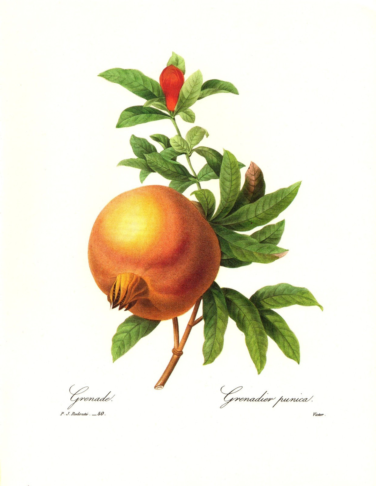 1991 Vintage REDOUTE FLOWER #50 POMEGRANATE GRENADIER Color Art Print Lithograph
