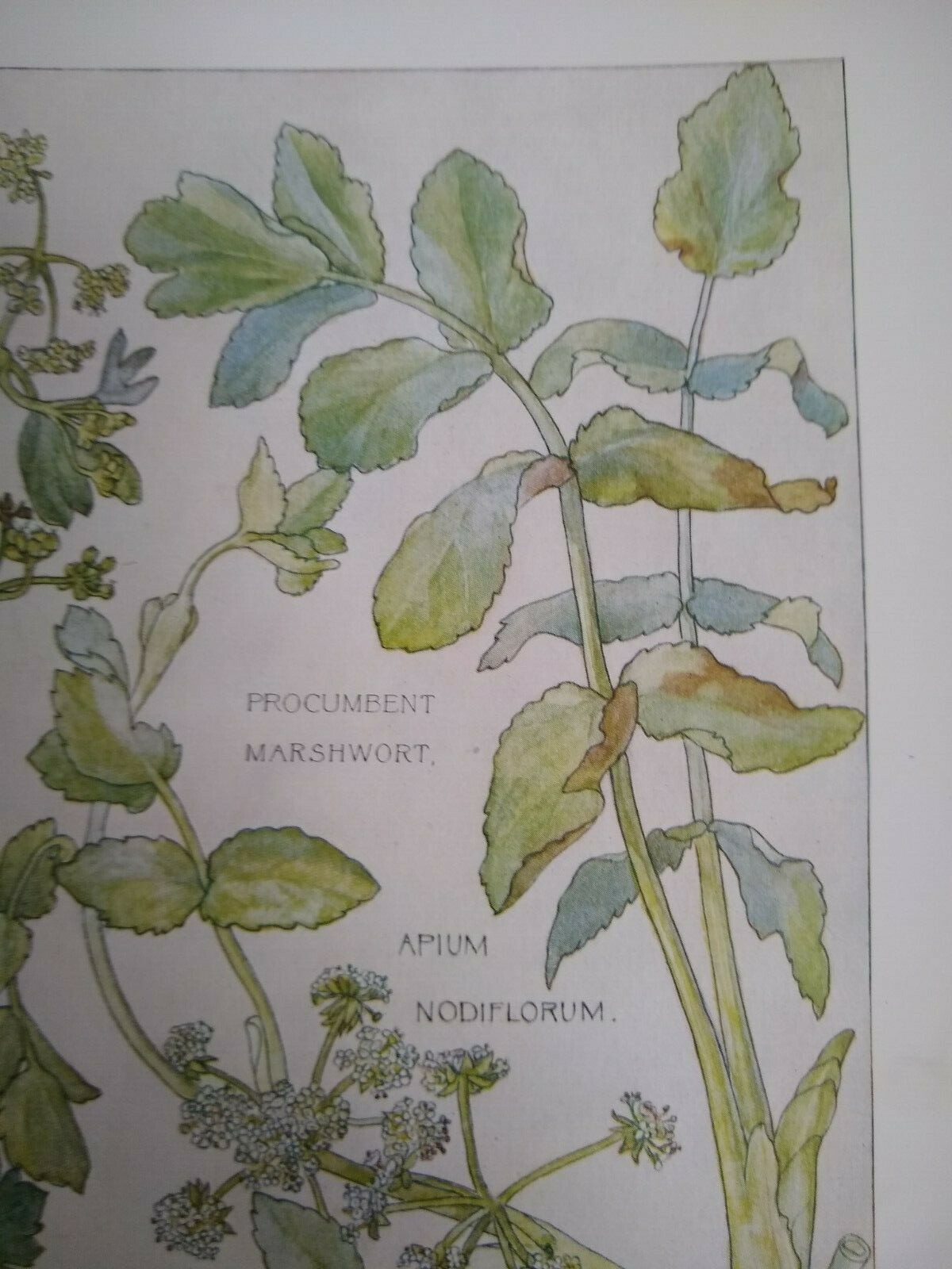 Print of Garden Plants, Wild Celery and Marshwort. source unknown.