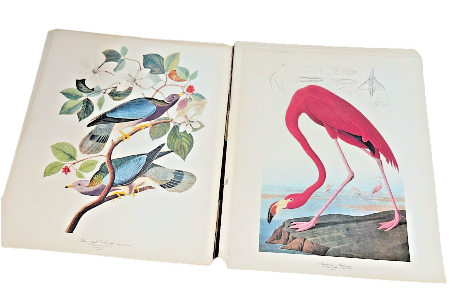 46 + 3 antique reprints Bird Paintings the Audubon Folio G Dock 1964 J james