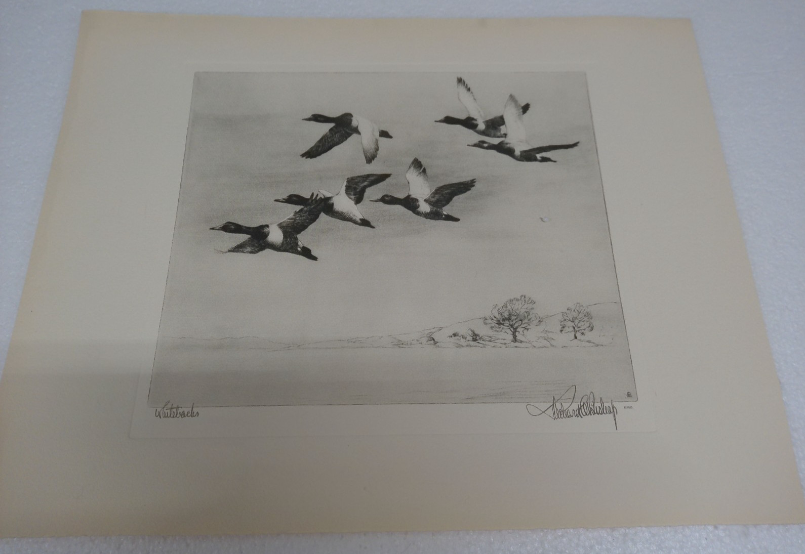 Richard E Bishop “Whitebacks” Duck Etching Print Tallo-Chrome 16×12