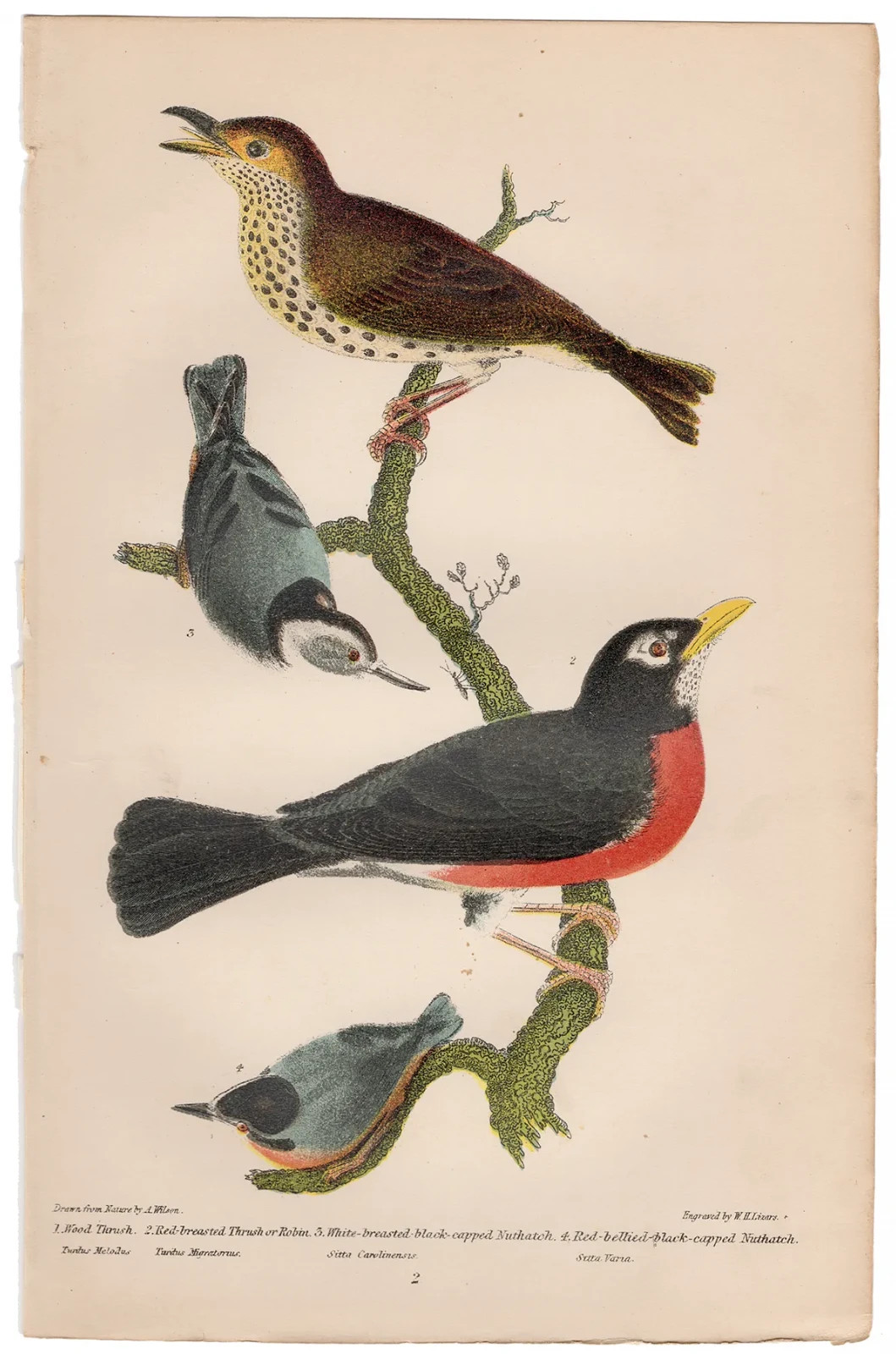 Wilson antique bird print 1876 hand-colored engraving 2 Thrush, Robin, Nuthatch