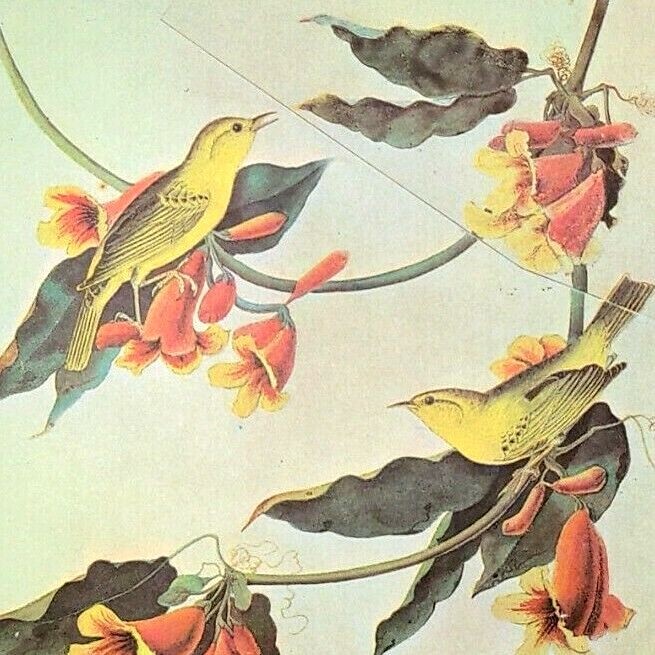 John James Audubon Birds YELLOW WARBLER Vintage Book Plate Art Print 383
