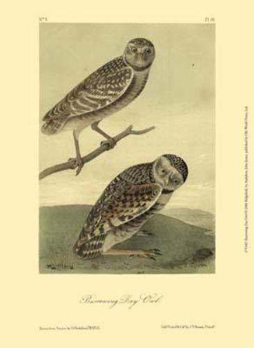 John Woodhouse Audubon Burrowing Day – Owl Open Edition