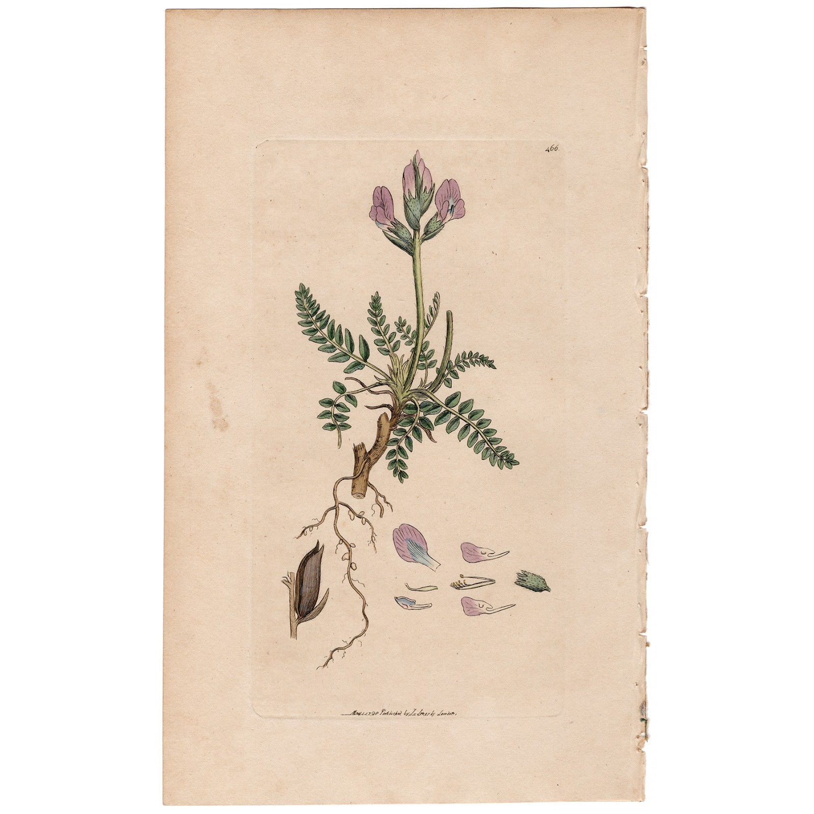 Antique 1798 Sowerby English Botany hand-colored engraving 466 Mountain Milkwort