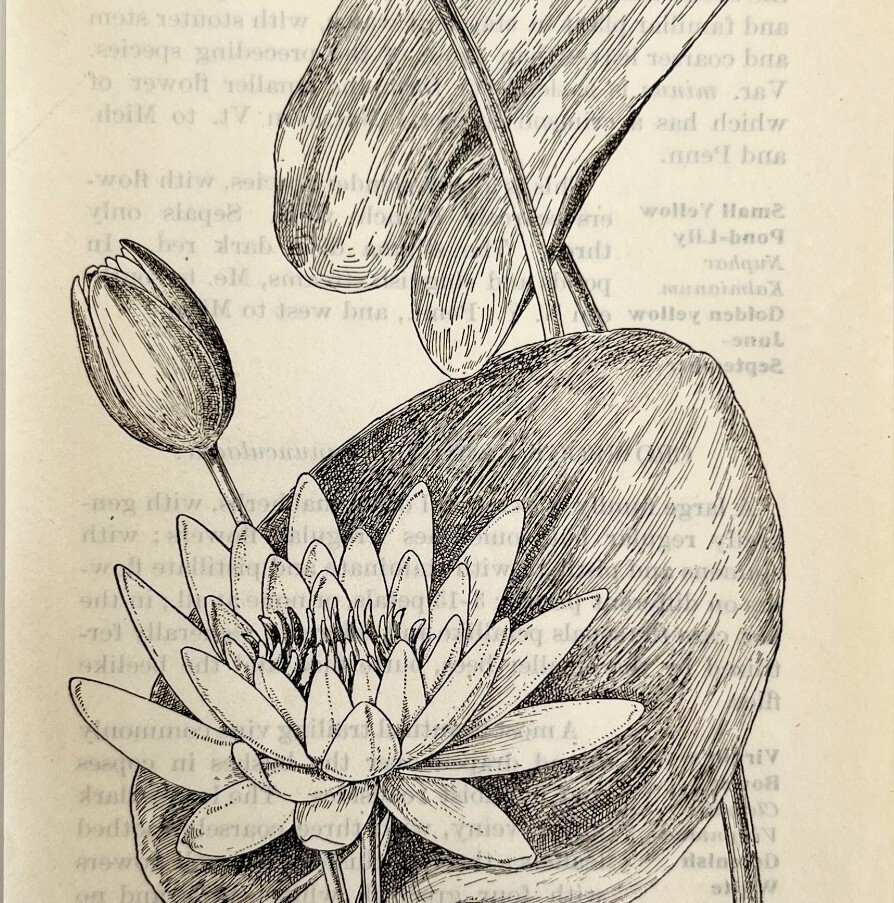 1905 Water Lily Pond Lily Flower Print Pen & Ink Lithograph Antique Art