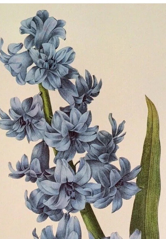 PJ Redoute Hyacinthus orientalis Botanical Art Print 66 Flower Vintage
