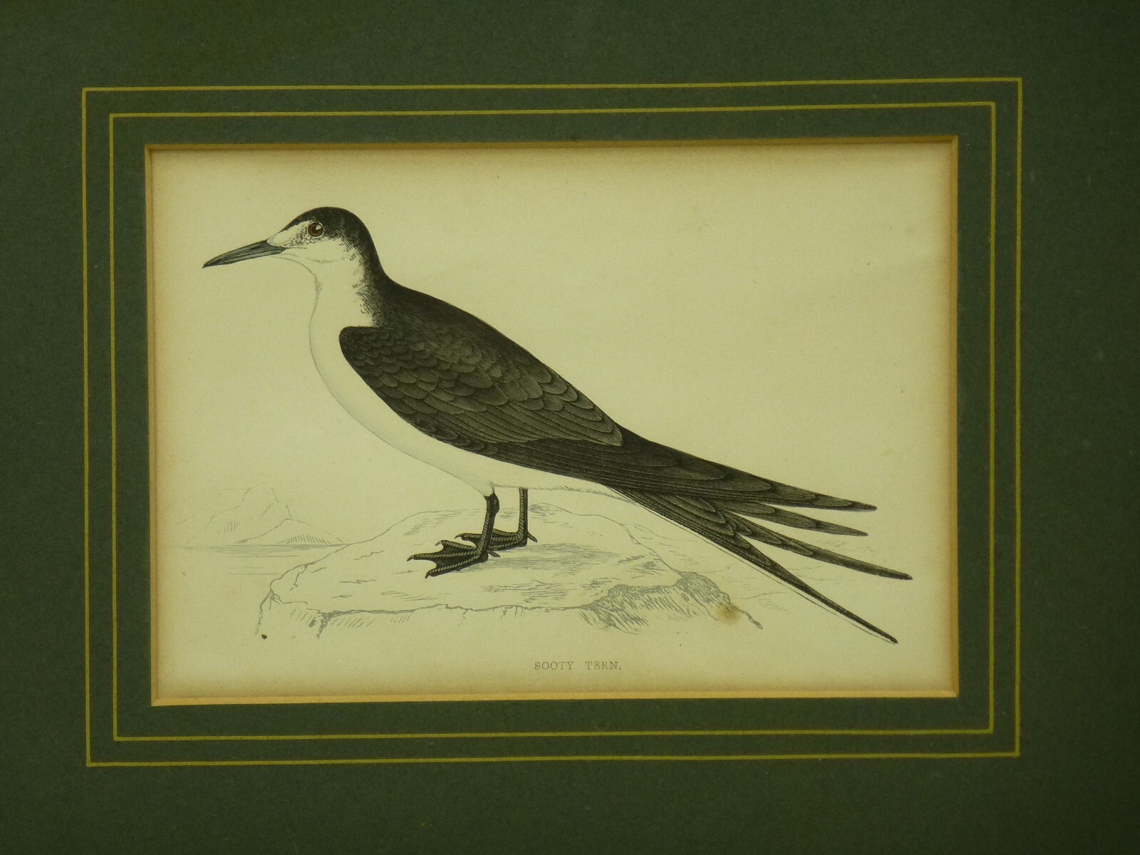 (B1702) Colorierter Stich “Sooty Tern ~ Rußseeschwalbe ” Künstler: unbekannt