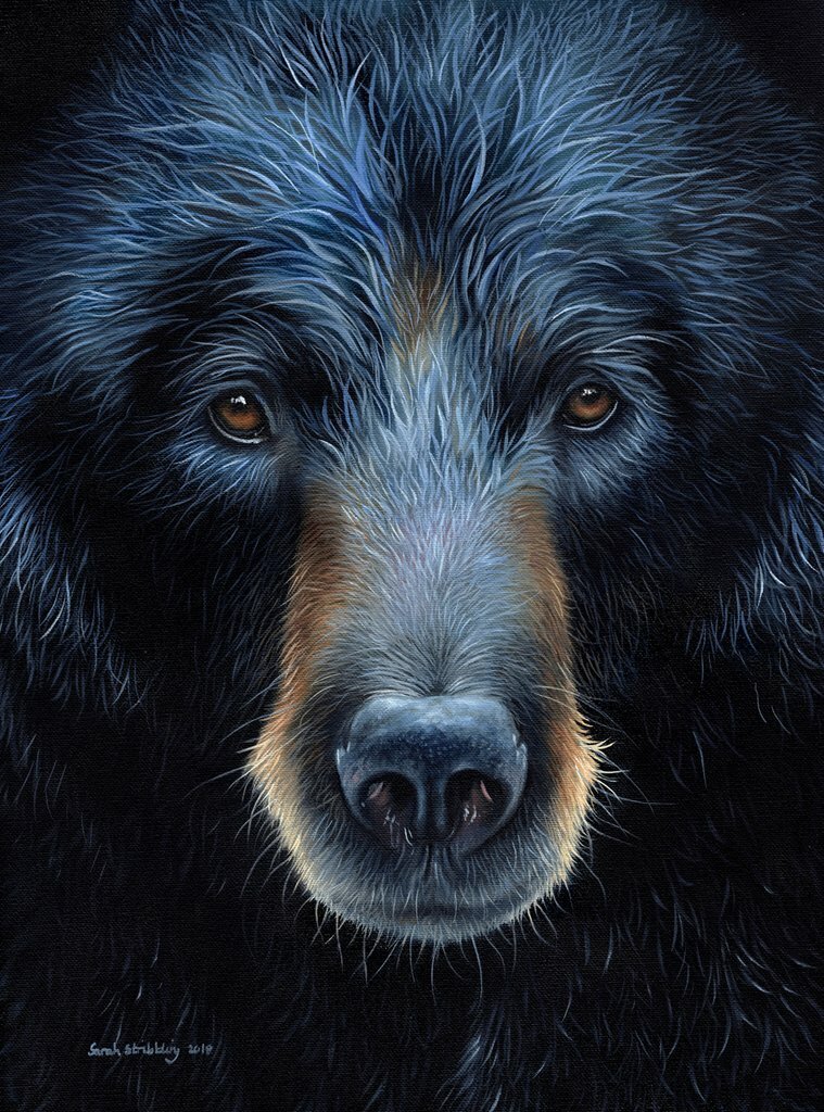 Black Bear by Sarah Stribbling Art Print Nature Wildlife Stunning Poster 19×13