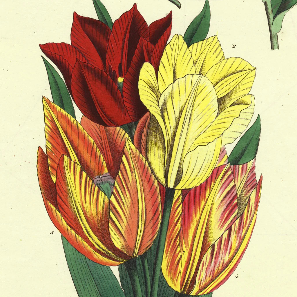 1849 Superb Large Deitrich Flora Universalis Folio, TULIPS, Liliaceae – RARE