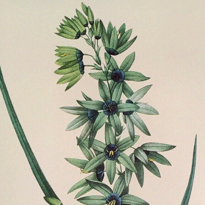 P. J. Redoute Flowers Taia Viridiflora Botanical Art Print Book Plate 62