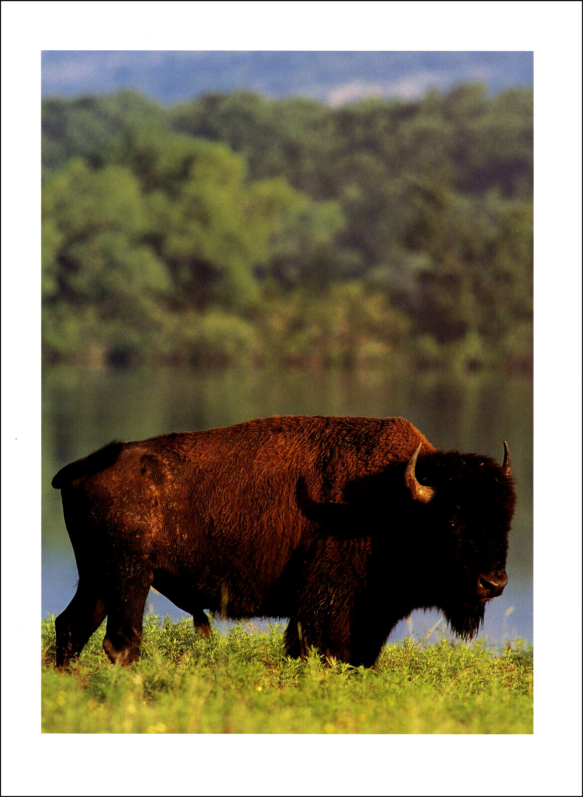 1998 Vintage Print Dozing Bison Bull Solitary in the Sunshine and Grass