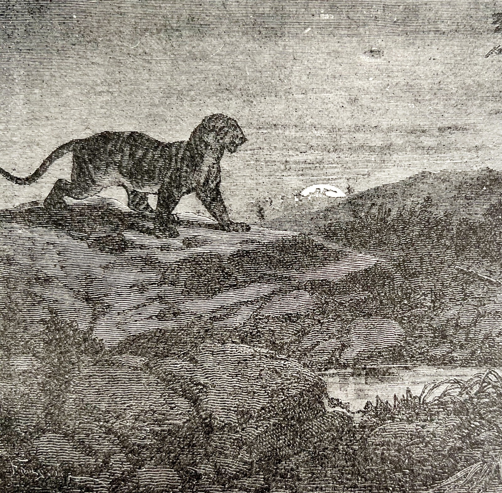 Bengal Tiger Hunting In India 1887 Wood Engraving Victorian Art DWEE34