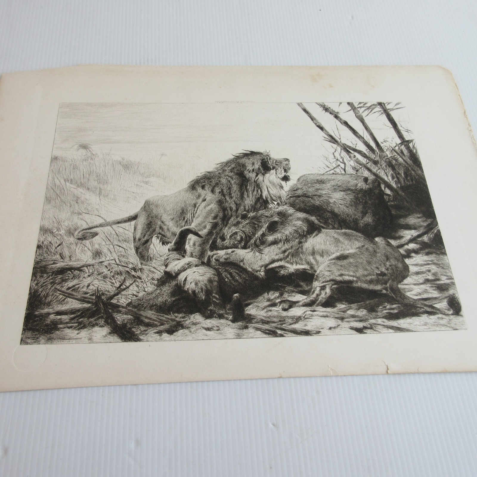 Evert Van Muyden Hunting Majestic Lions Africa Chicago Columbian Expo 1893 Look!