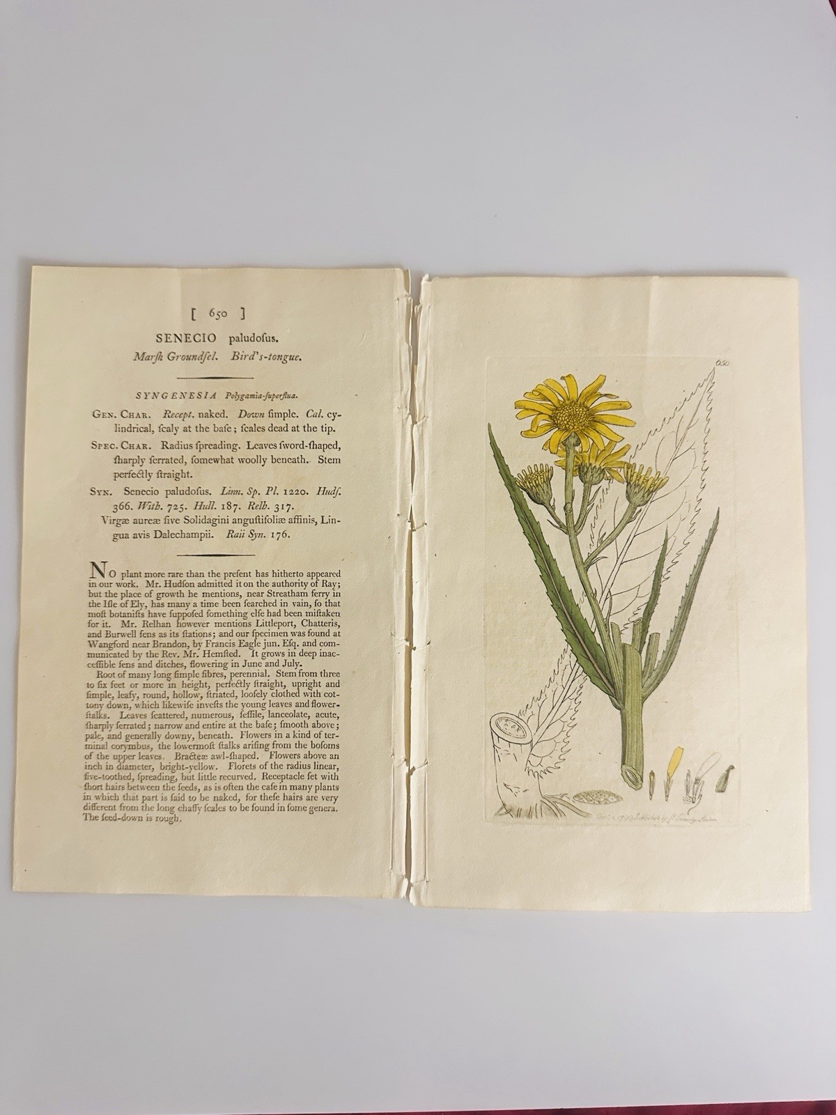Sowerby 1799 Senecio Paludofus Botanical Hand Colored Plate 650