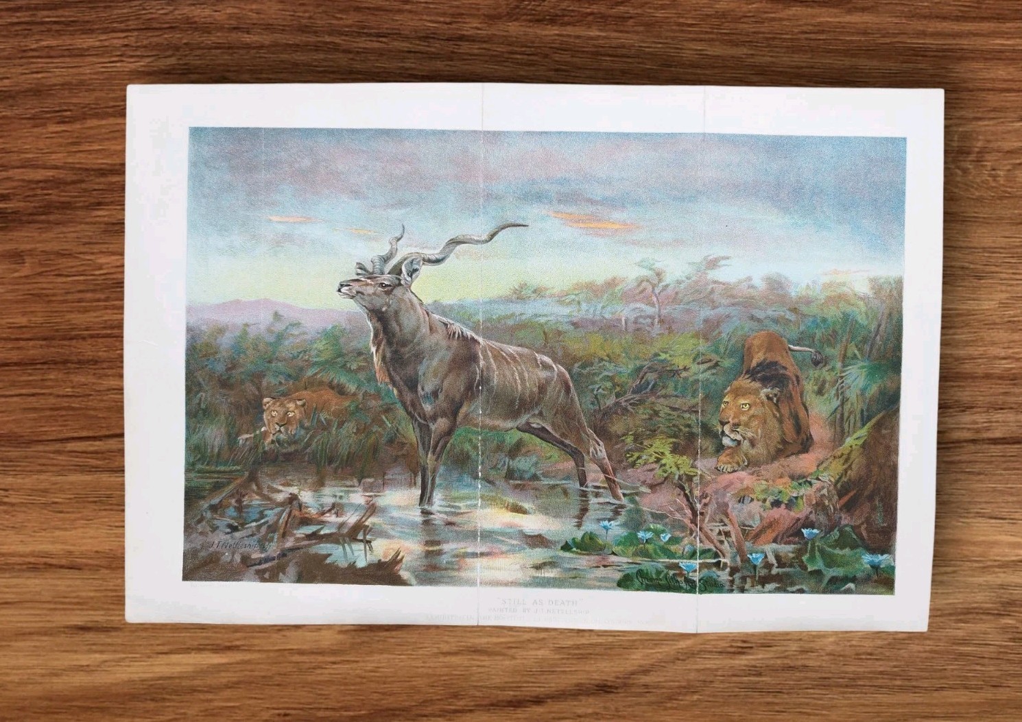 Antique 1890s African Lions Antelope Book Painting Art Print By John Nettleship