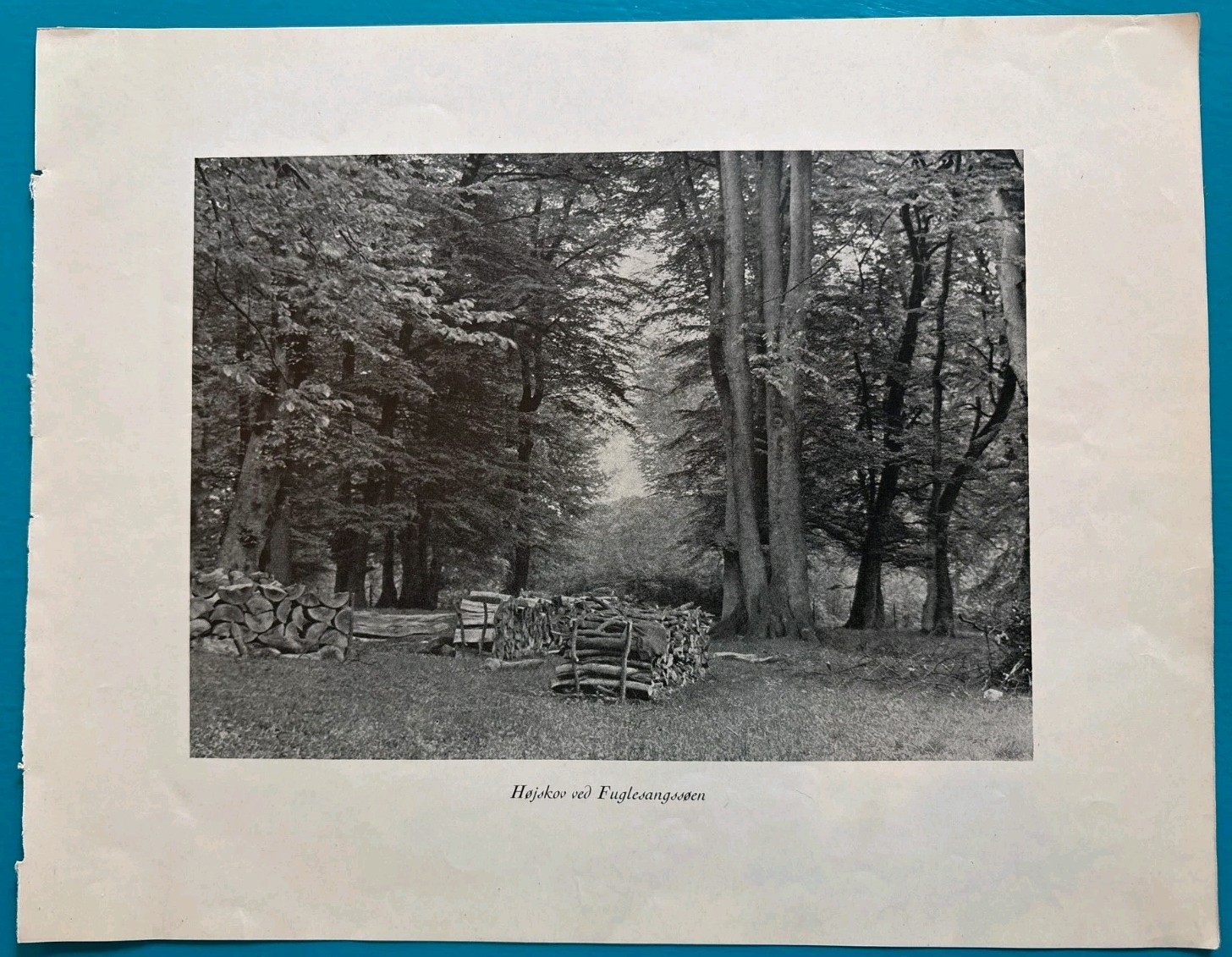 1928 Sigvart Werner Dyrehaven Danish Forest Photo Book Plate Fuglesangssøen