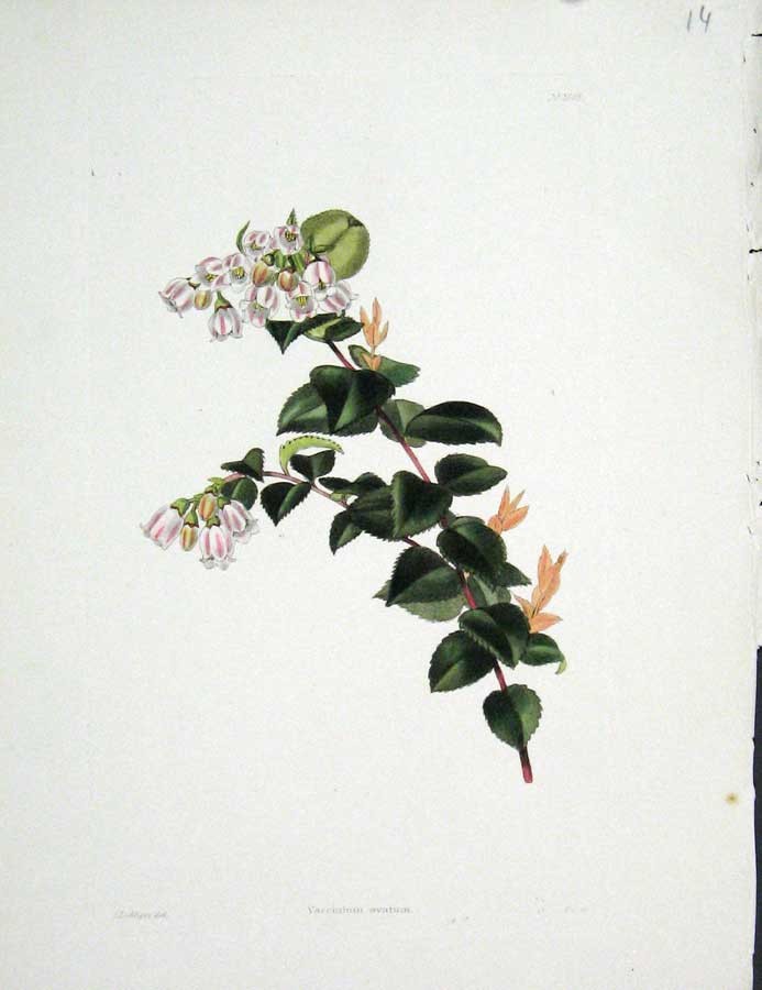 Original Old Antique Print Loddgies H/C Botanical *2 Vaccinium Ovatum