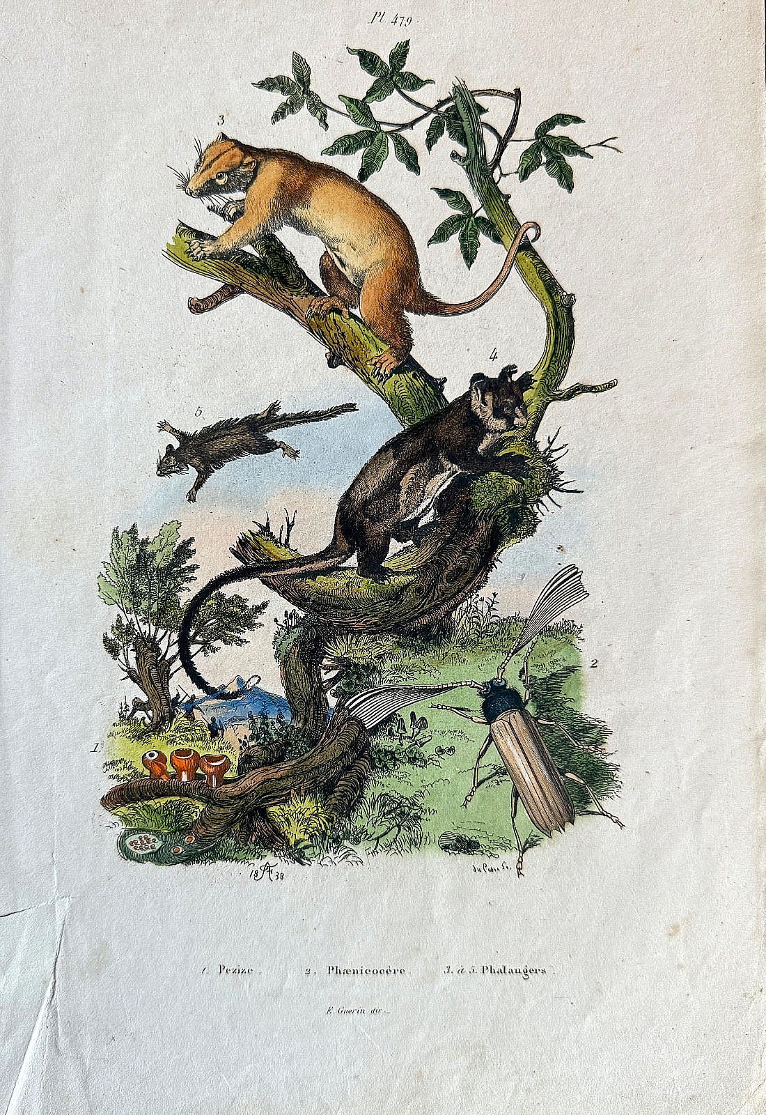 Guerin-Meneville 1838 #479 HC Engraving OPOSSUMS/Cup MOREL/Long-Horned BEETLE