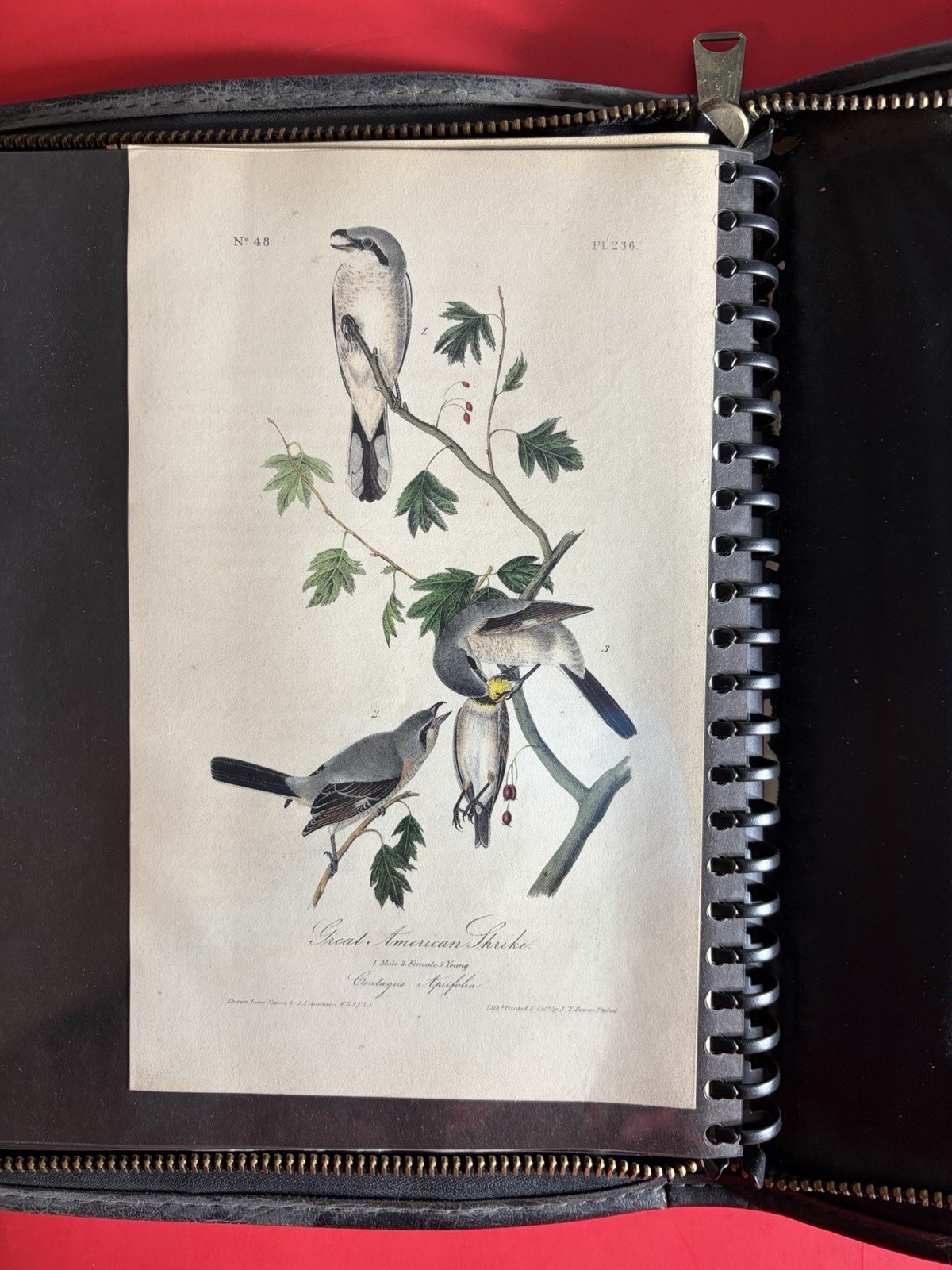 Audubon Birds Of America 1st Edition Print 1840 Octavo- Shrike- Authentic