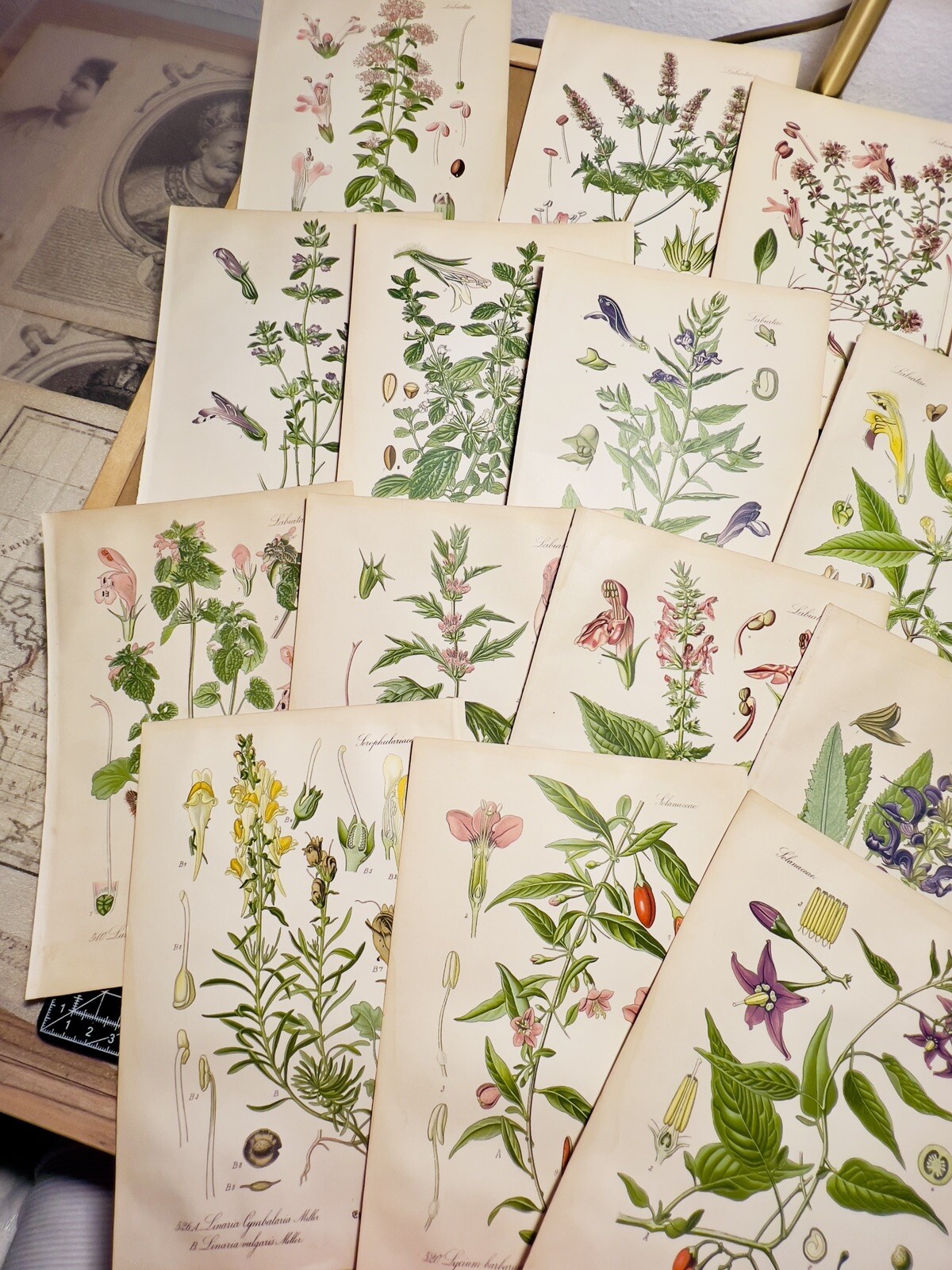Set of 3 Antique Botanical Illustration 1886 Chromolithograph Vintage