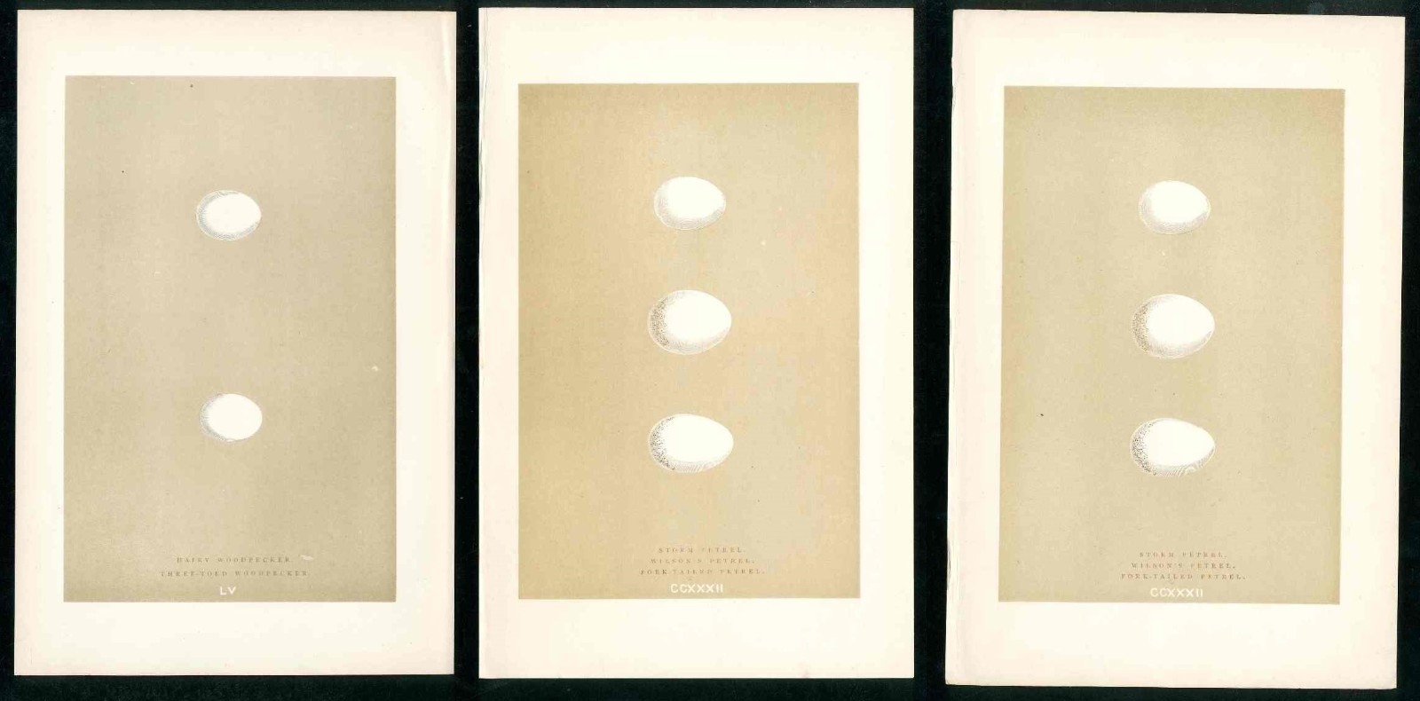 1892 Morris British Birds Woodpecker, Storm Petrel, White Eggs, 3 antique prints
