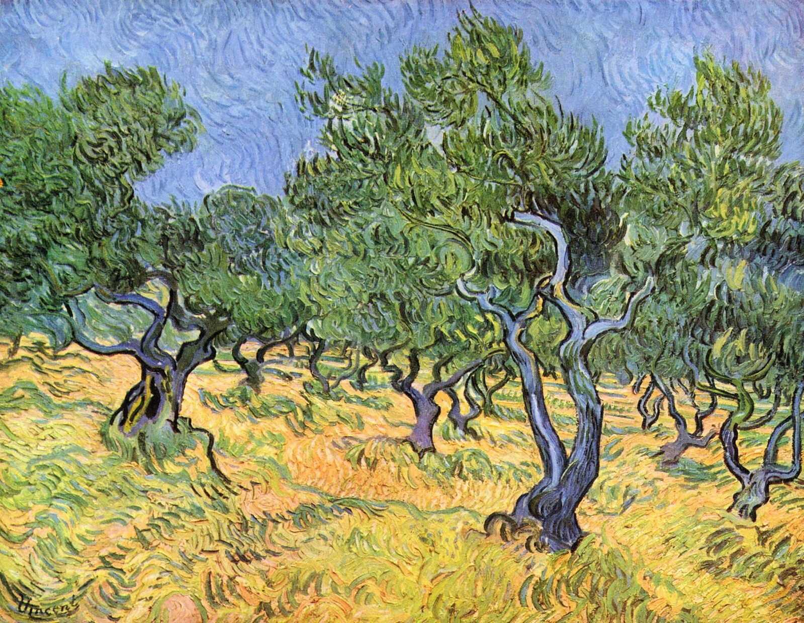 Olive Trees by Vincent Van Gogh Giclee Fine Art Print Reproduction on Canvas