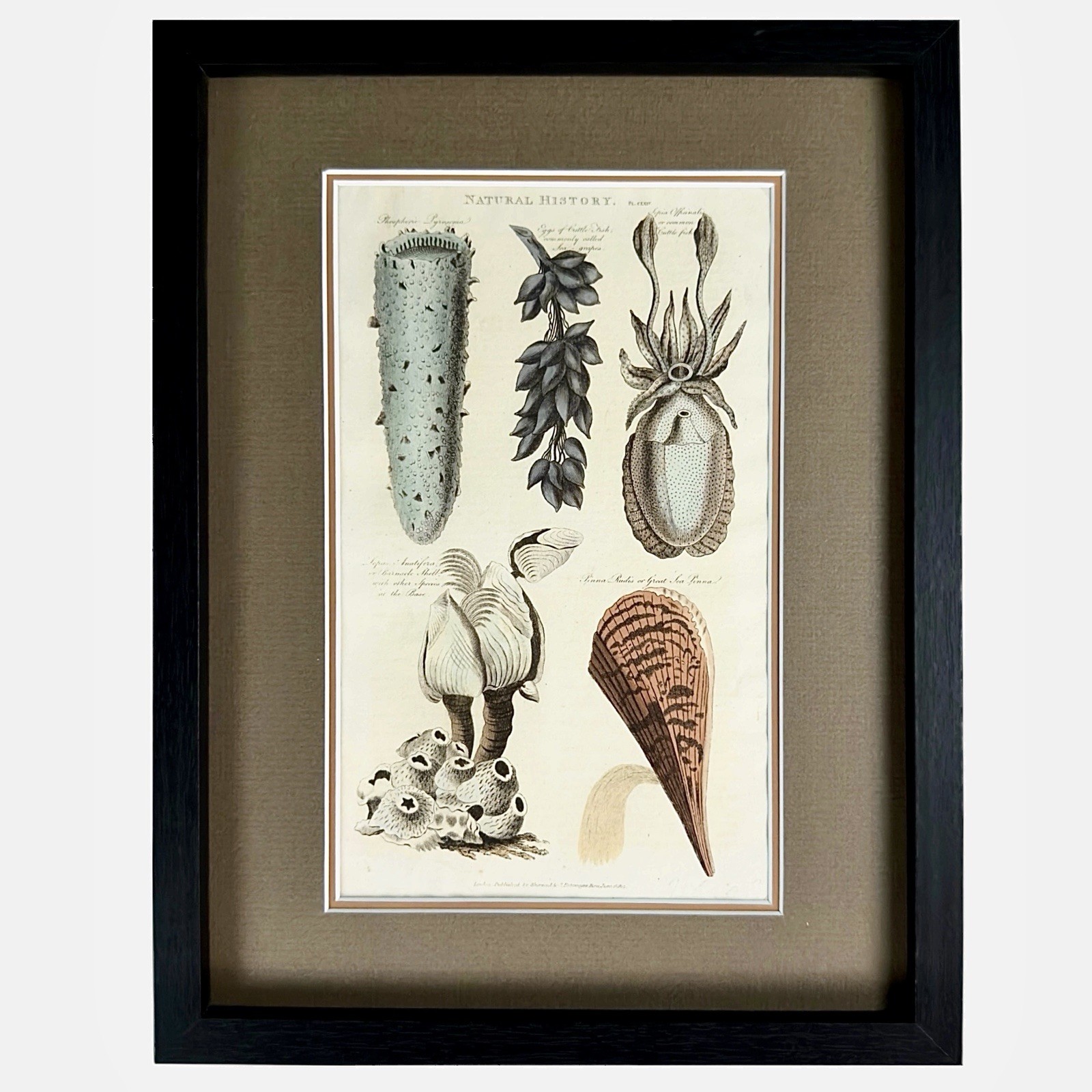 1813 Pantologia Antique Marine Natural History Shells Barnacle Cuttlefish Framed