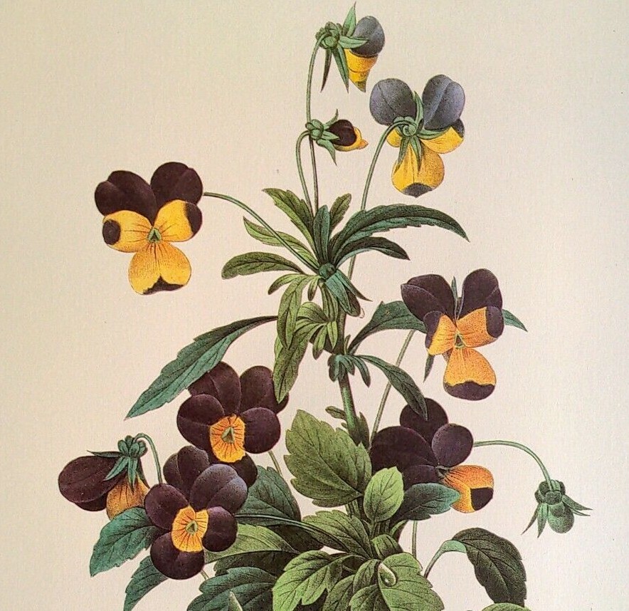 P. J. Redoute Flowers VIOLA TRICOLOR Botanical Art Print Book Plate 96
