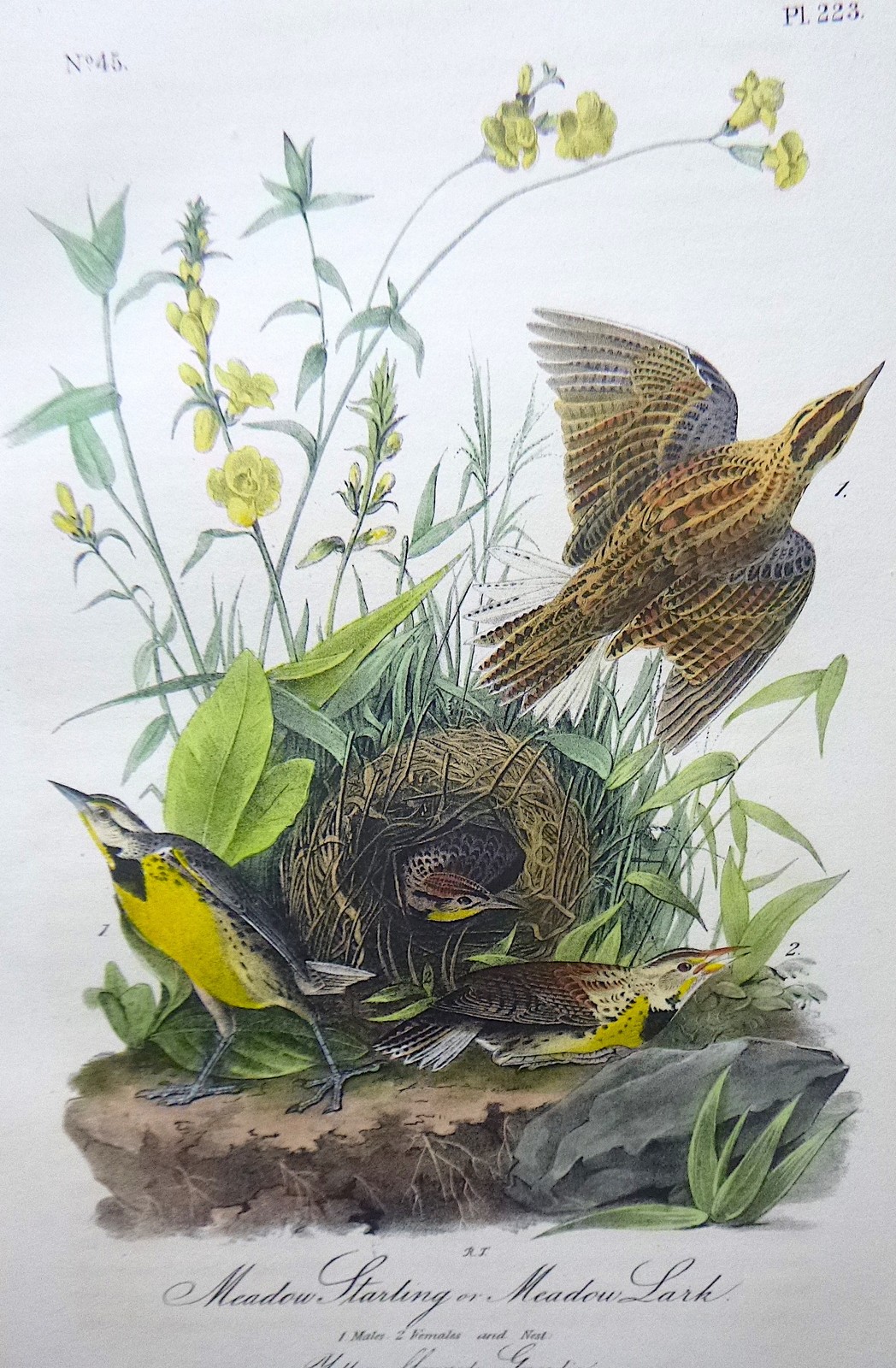Audubon 1st ed Octavo MEADOW STARLING OR MEADOW LARK 1840 Birds of Amer original