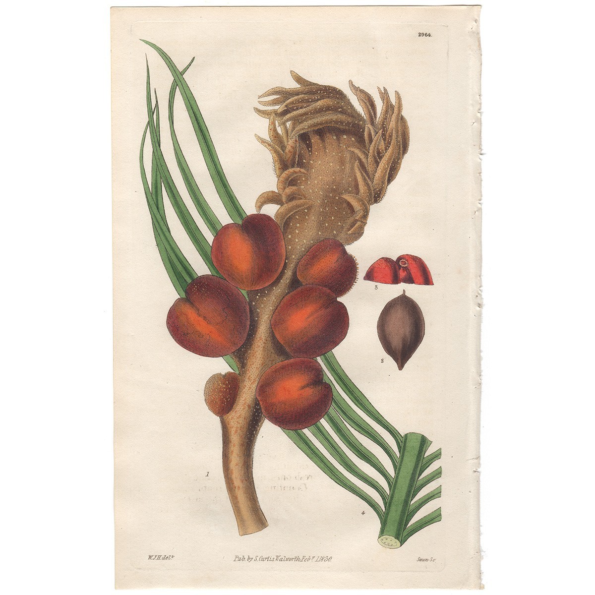 Curtis Botanical Magazine 1830 antique hand-colored engraving 2964 Narrow-leaved