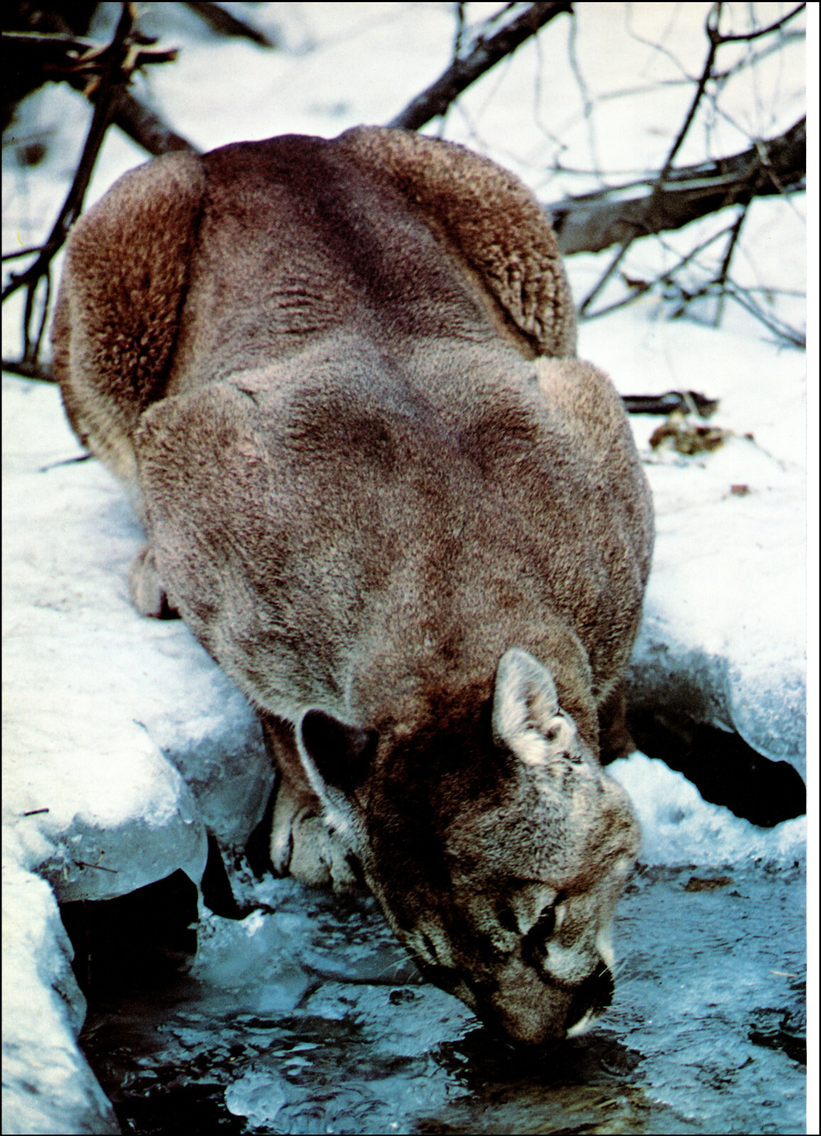 1973 Vintage Print Mountain Lion Cougar Catamount Puma Panther Idaho Snow Water
