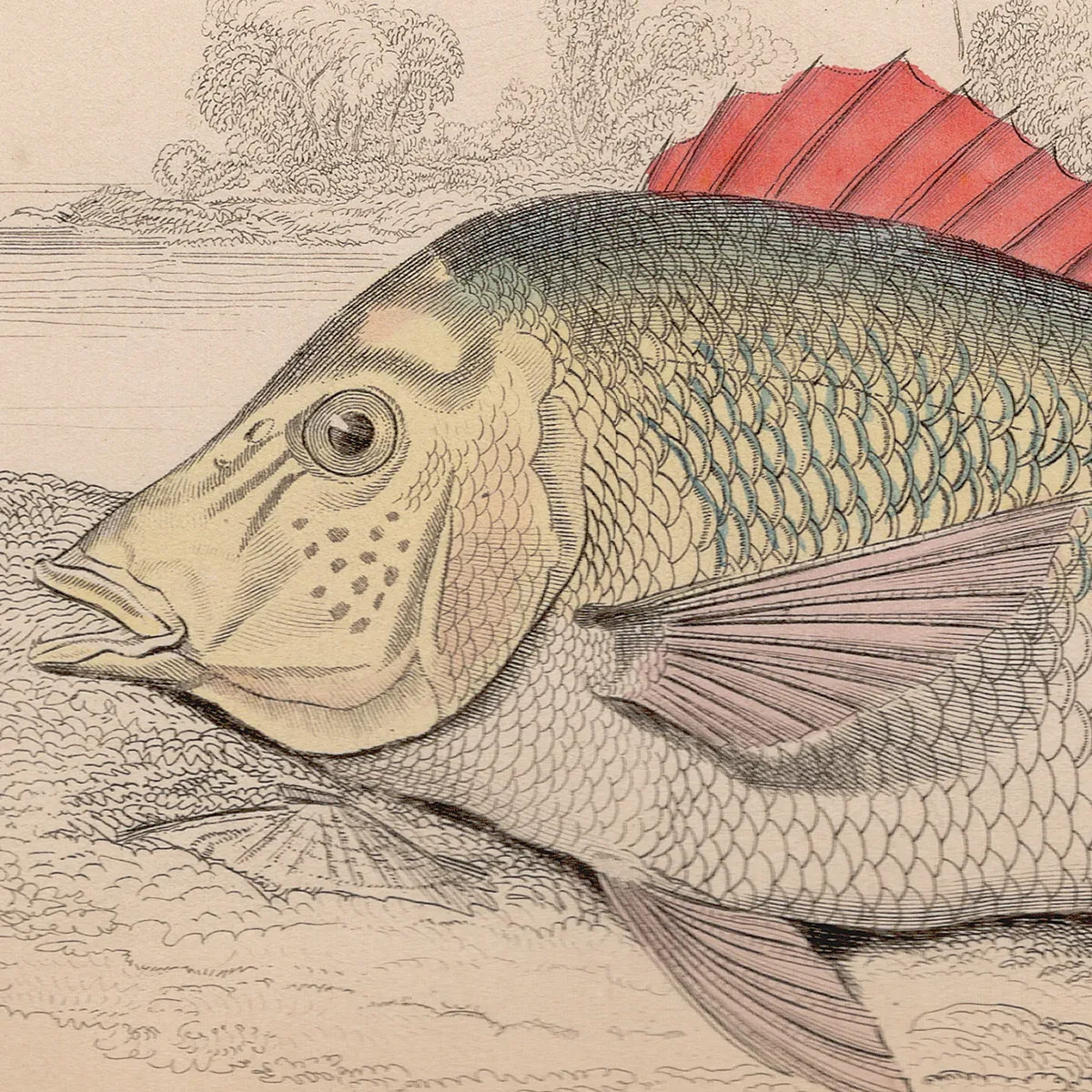 Jardine 1885 antique fish print hand colored engraving 12 Edible Lethrynus Fish