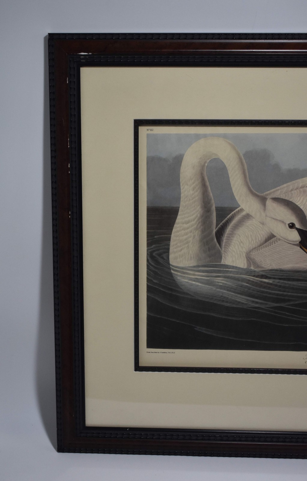 Antique Framed John James Audubon Engraving Plate CCCCVI, ‘Trumpeter Swan’, 1838