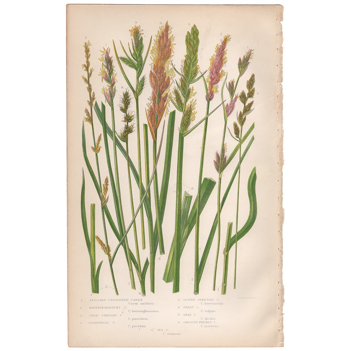 Antique 1860 Anne Pratt botanical print Flowering Plants 244 Carex Grass