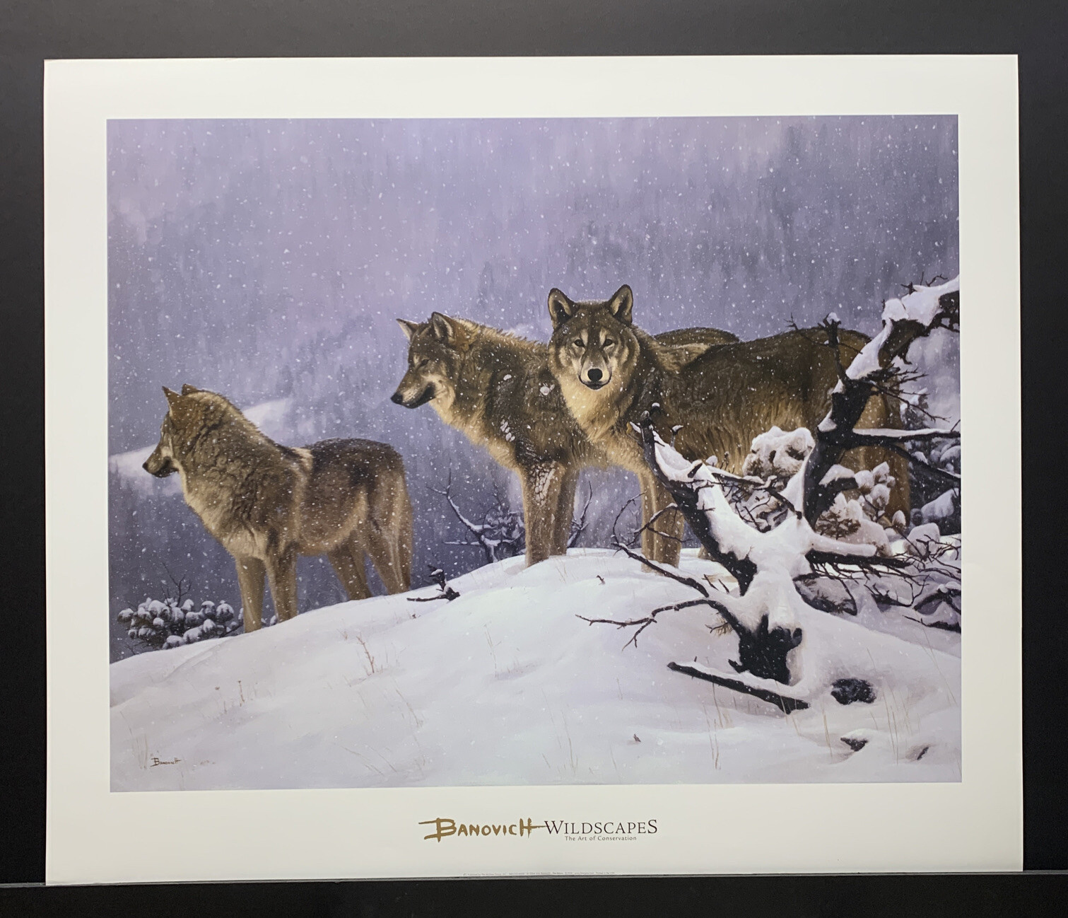 John Banovich Lithograph Art Poster “The Return” Wolves Pack