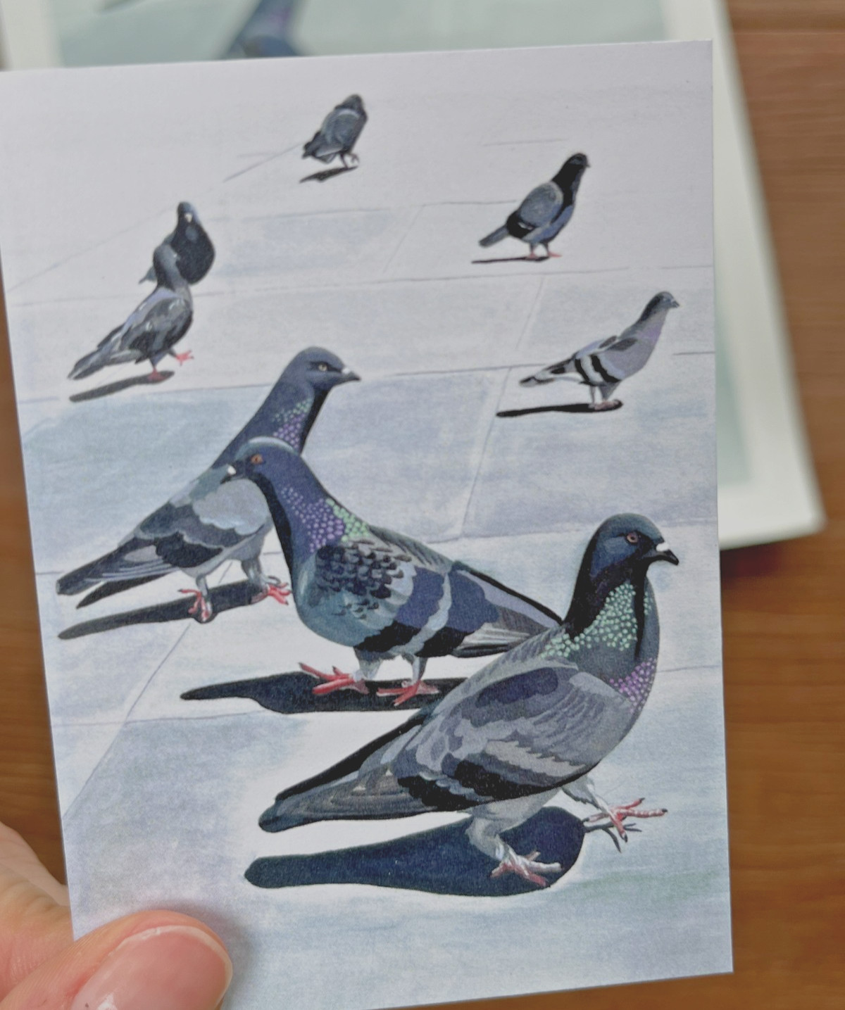 ACEO Print Pigeons Bird Art Urban pigeons street art animal art