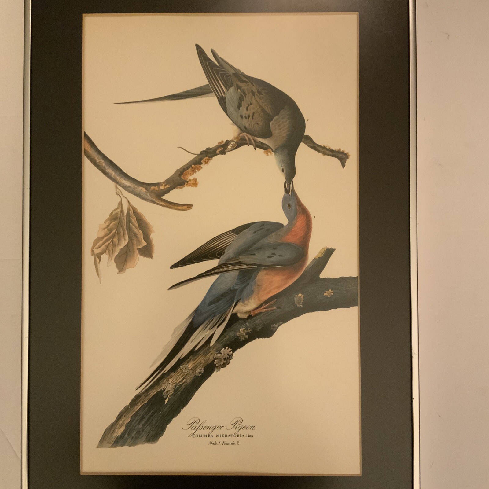 Audubon Birds of America Passenger Pigeon Original Print Vtg 1950 Peterson 10×17