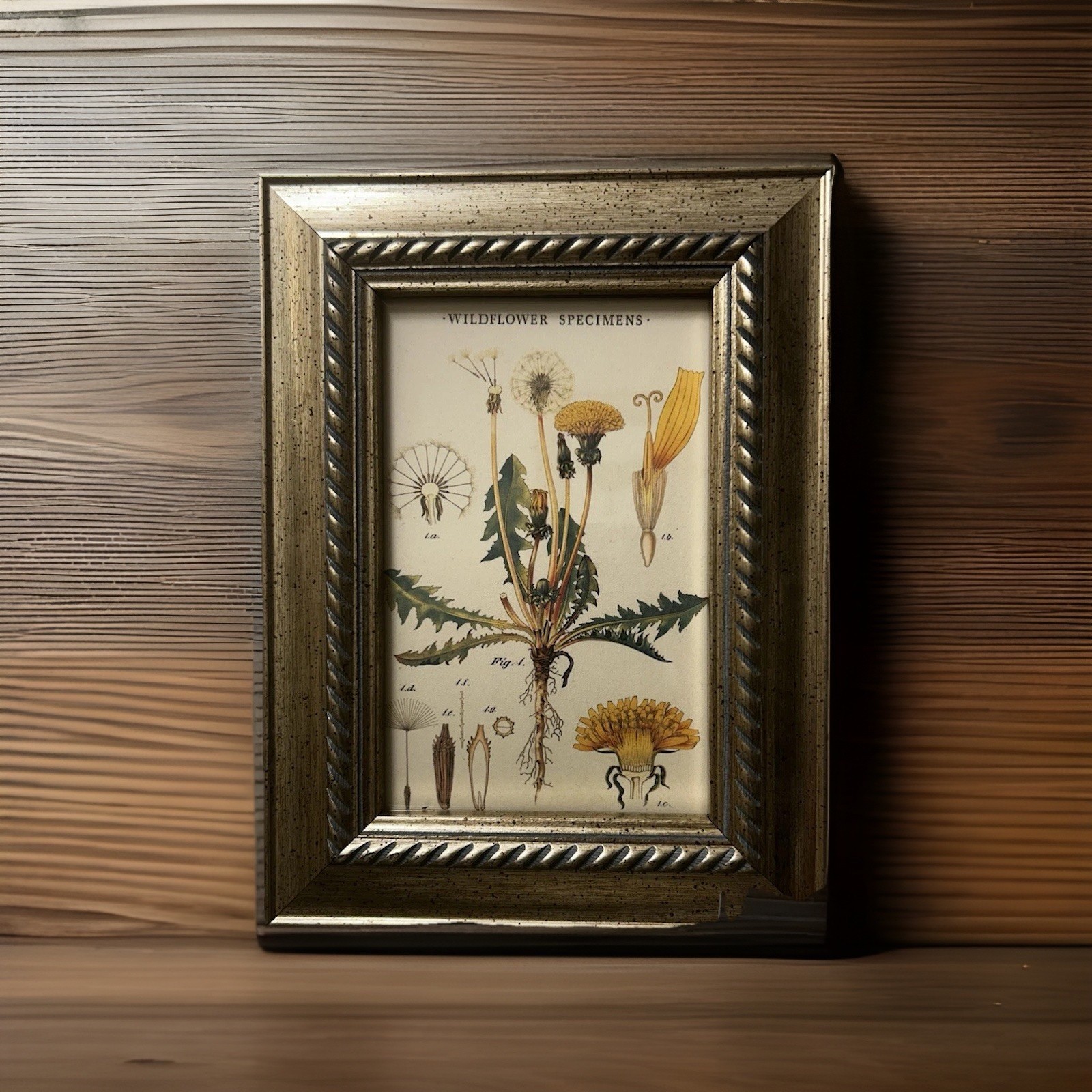 North American Dandelion Specimen Framed Print