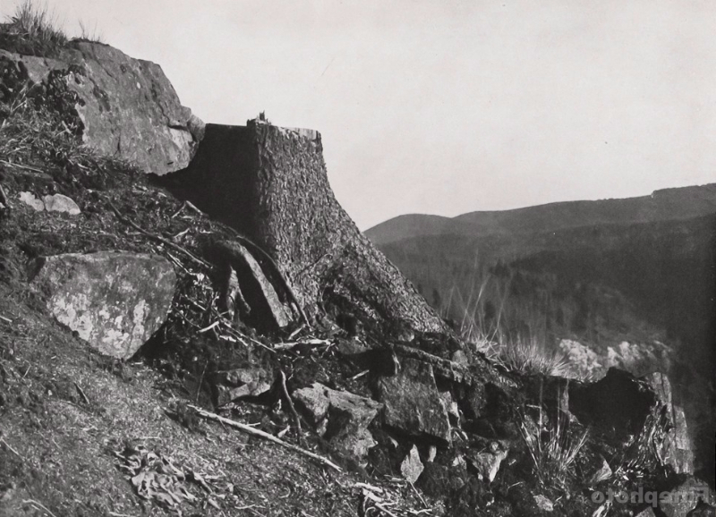 1928 Vintage FOREST LANDSCAPE Tree Forestry Germany Photo ALBERT RENGER-PATZSCH