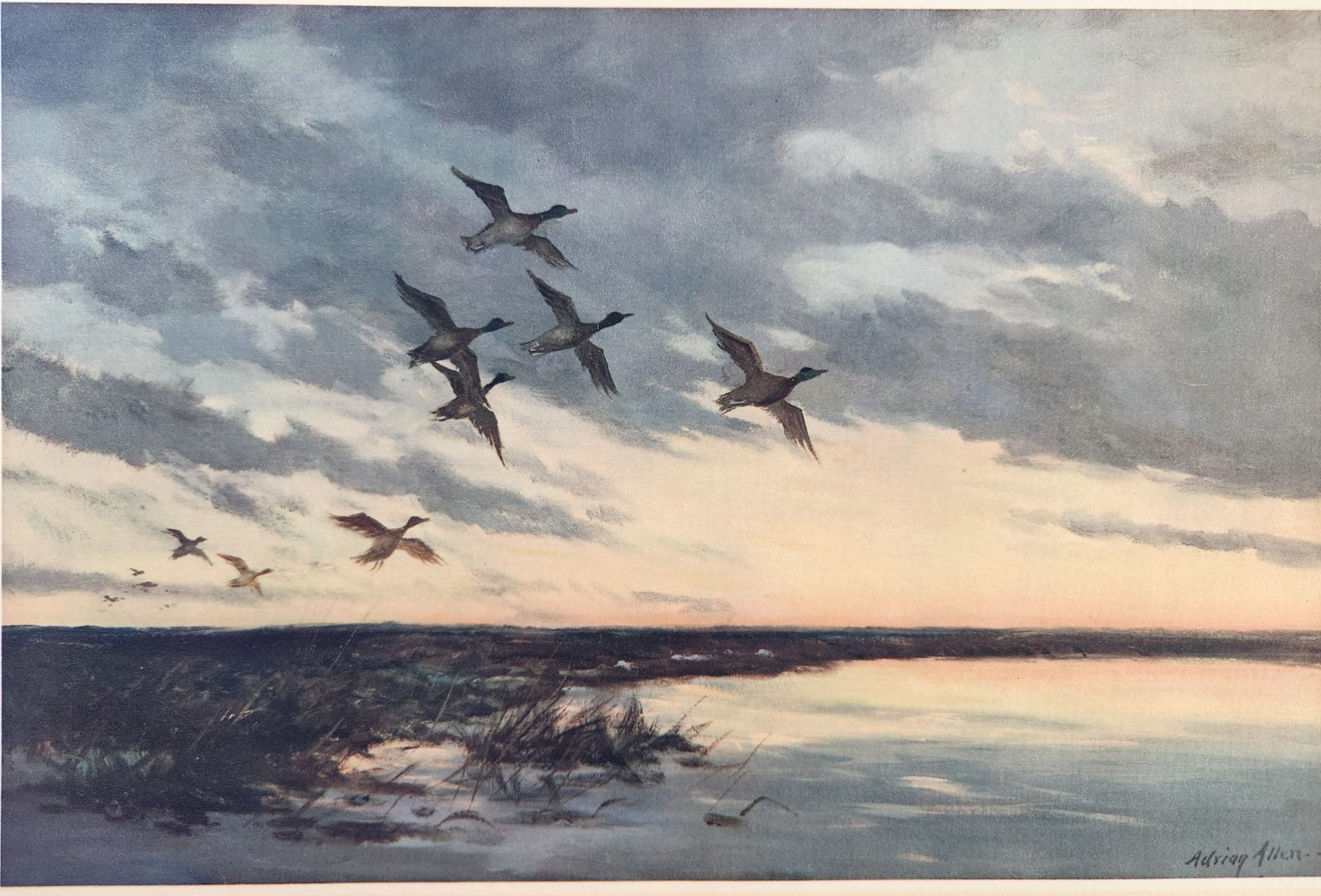 Ducks Dawn Flight Birds Mallards Wildlife Adrian Allen Vintage Art Print