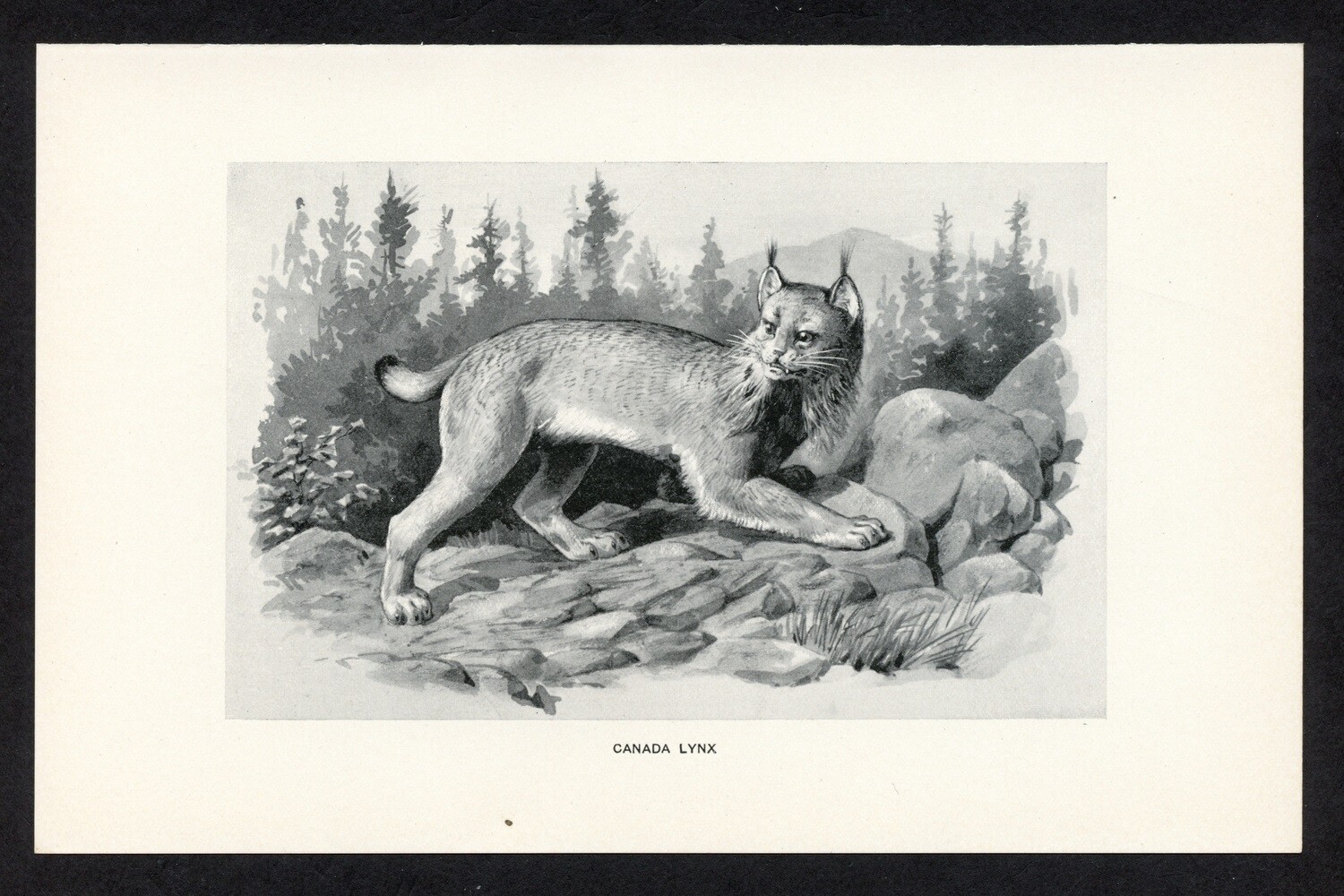 Canada Lynx, American game animal illustration, 1898 hunting print