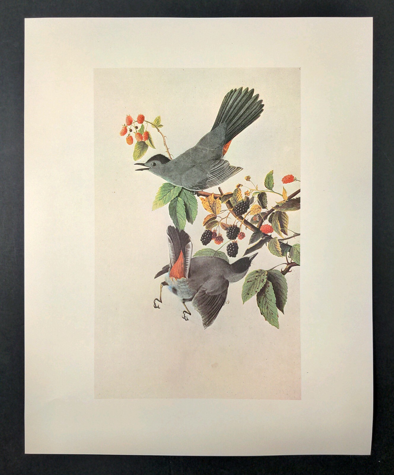 John James Audubon Birds CAT BIRD Vintage Art Print Book Plate 285