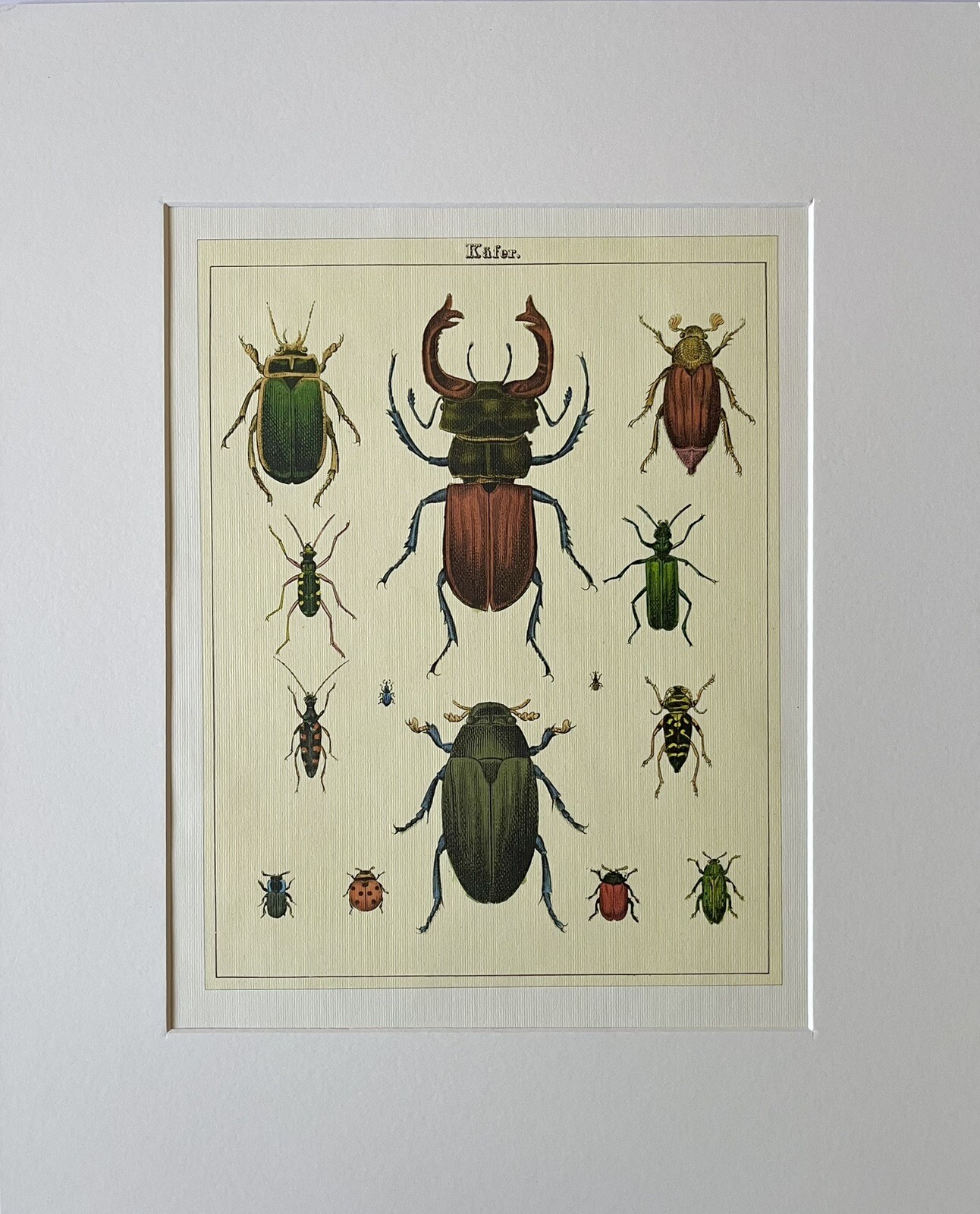 Beetles Vintage Style Curiosities Print Archival Matted 16×20