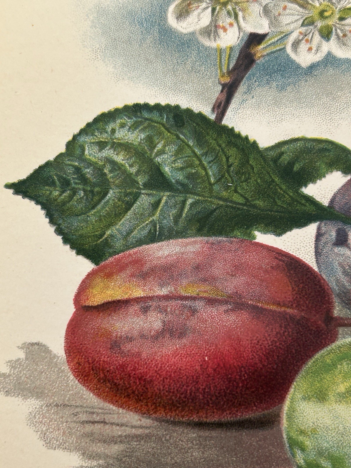 Antique Print Flowers & Fruit Of The Plum Tree c1800’s Botanical Victorian