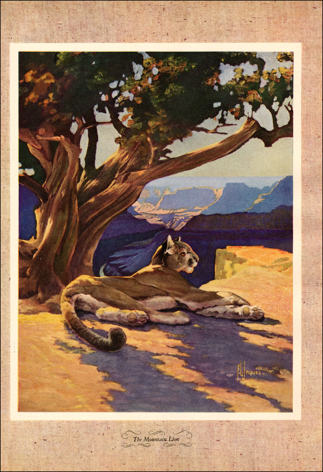 1946 Vintage Print Mountain Lion Hunting Hunt Game Cat Cats Wildlife Forest Tree
