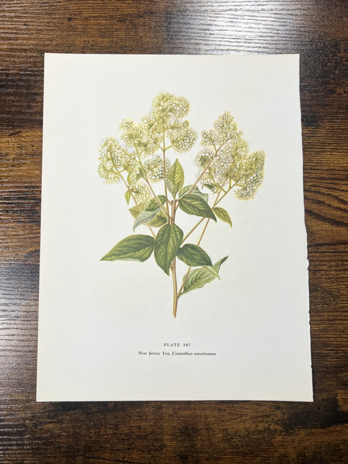 New Jersey Tea — Plate 107