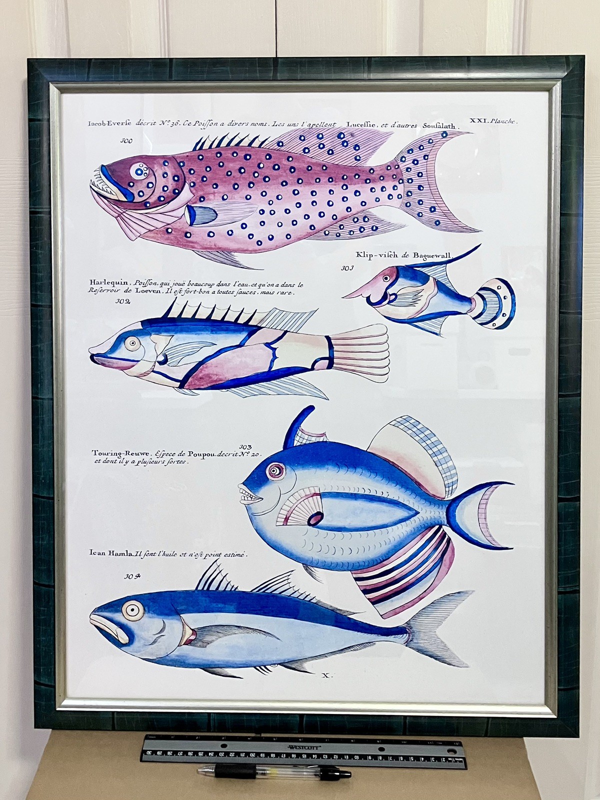 Pair Of Louis Renard Matching Framed Exotic Fish Art Prints 26×21 Under Glass
