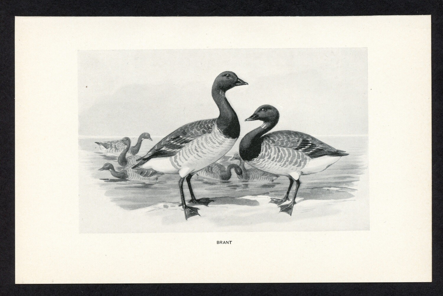 Brant Goose, American game bird illustration, 1898 hunting print